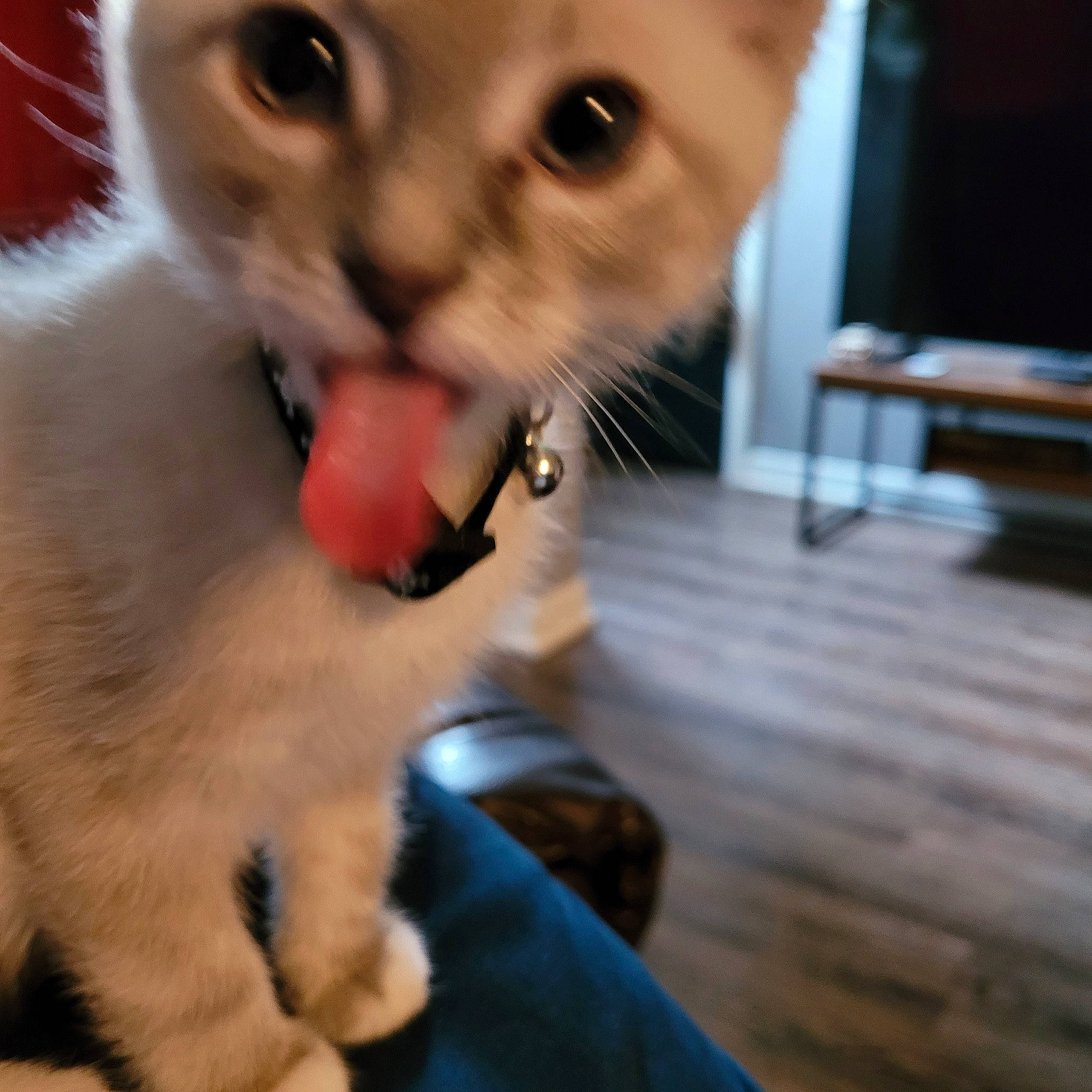 Douglas is registered to the contest to win money with this photo: balinese, carnivore, cat, claw, domestic_short_haired_cat, ear, eye, eyelash, fang, fawn, felidae, fur, gesture, nose, paw, small_to_medium_sized_cats, snout, tail, thai, whiskers