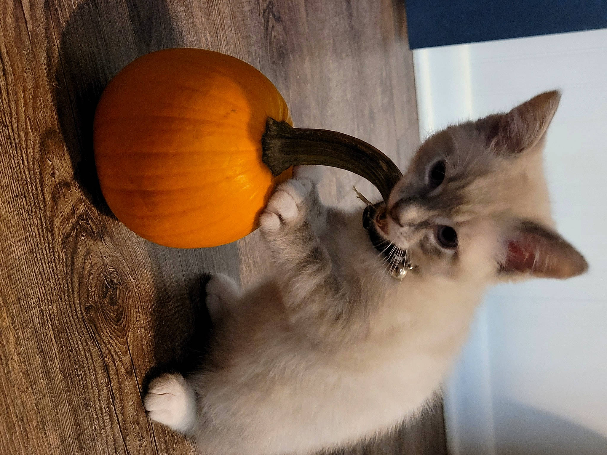 Douglas is registered to the contest to win money with this photo: balinese, calabaza, carnivore, cat, cucurbita, domestic_short_haired_cat, fawn, felidae, fur, gourd, natural_foods, petal, plant, pumpkin, small_to_medium_sized_cats, tail, vegetable, whiskers, winter_squash, wood