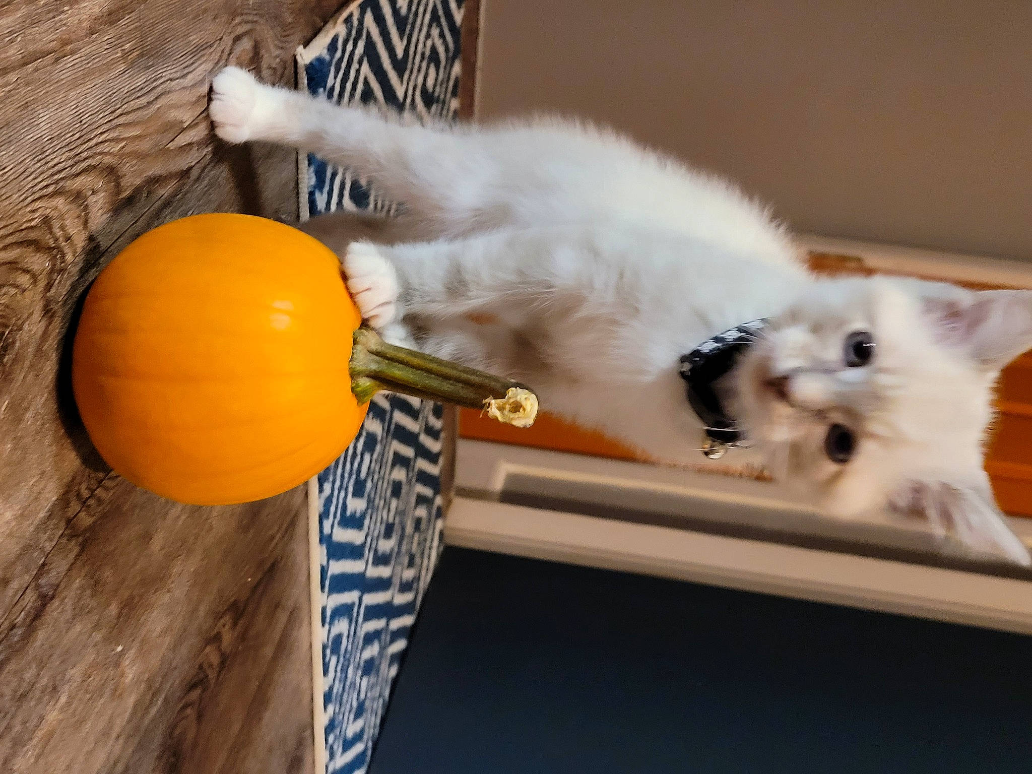 Douglas is registered to the contest to win money with this photo: canidae, carnivore, cat, citrus, companion_dog, dog_breed, felidae, fruit, fur, household_supply, natural_foods, paw, small_to_medium_sized_cats, spitz, tail, valencia_orange, whiskers, wood