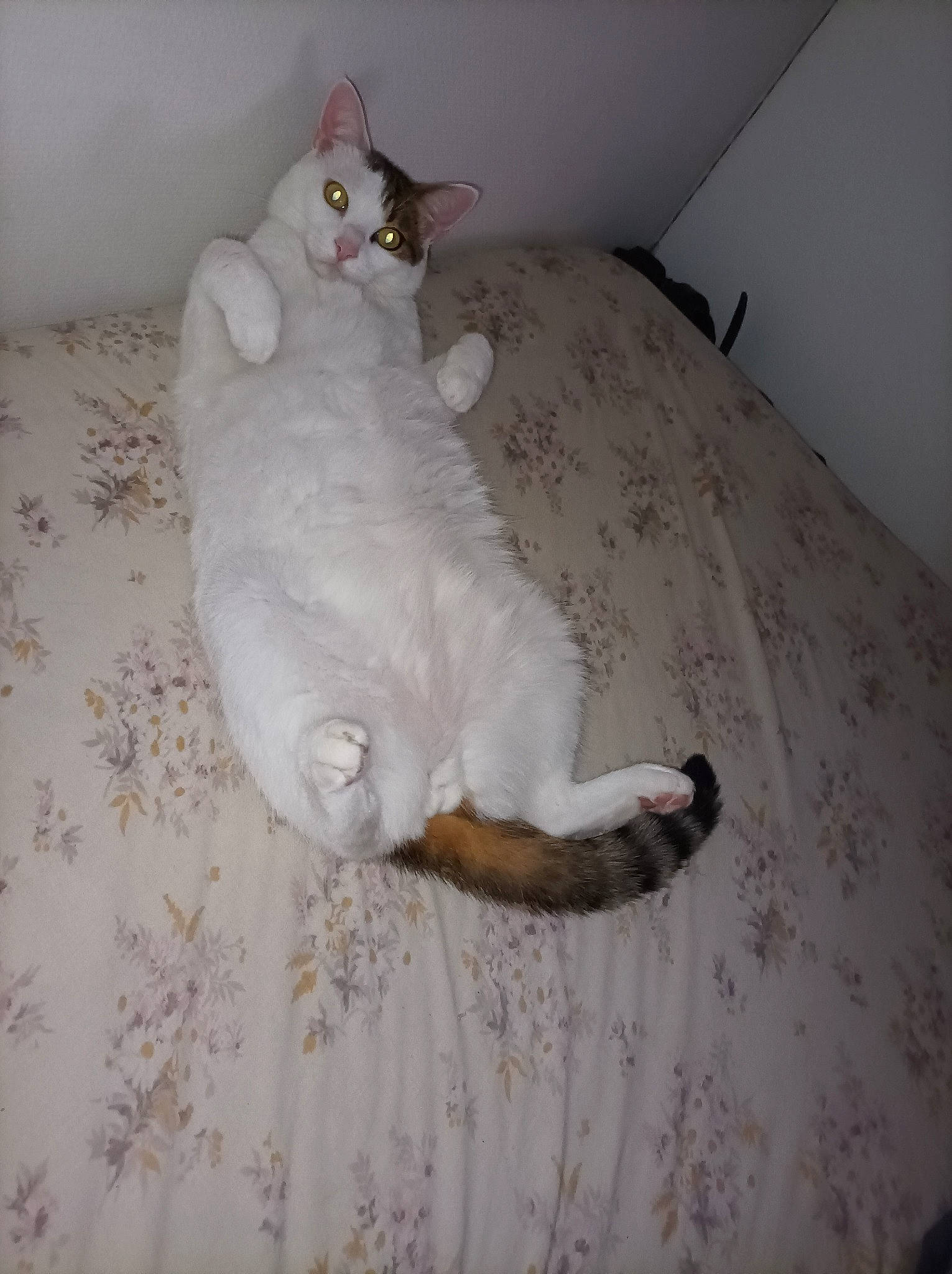 Kinder participe au concours pour gagner de l'argent avec cette photo : carnivore, cat, comfort, domestic_short_haired_cat, fawn, felidae, floor, flooring, foot, fur, grey, hardwood, linens, paw, room, small_to_medium_sized_cats, snout, tail, whiskers, wood