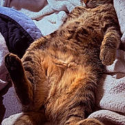 Serena is registered to the contest to win money with this photo: cat, tabby, sleeping, relaxed, cozy, blanket, soft, paws, fur, animal, pet, indoor, cute, resting, whiskers, mammal, feline, comfort, nap, fluffy