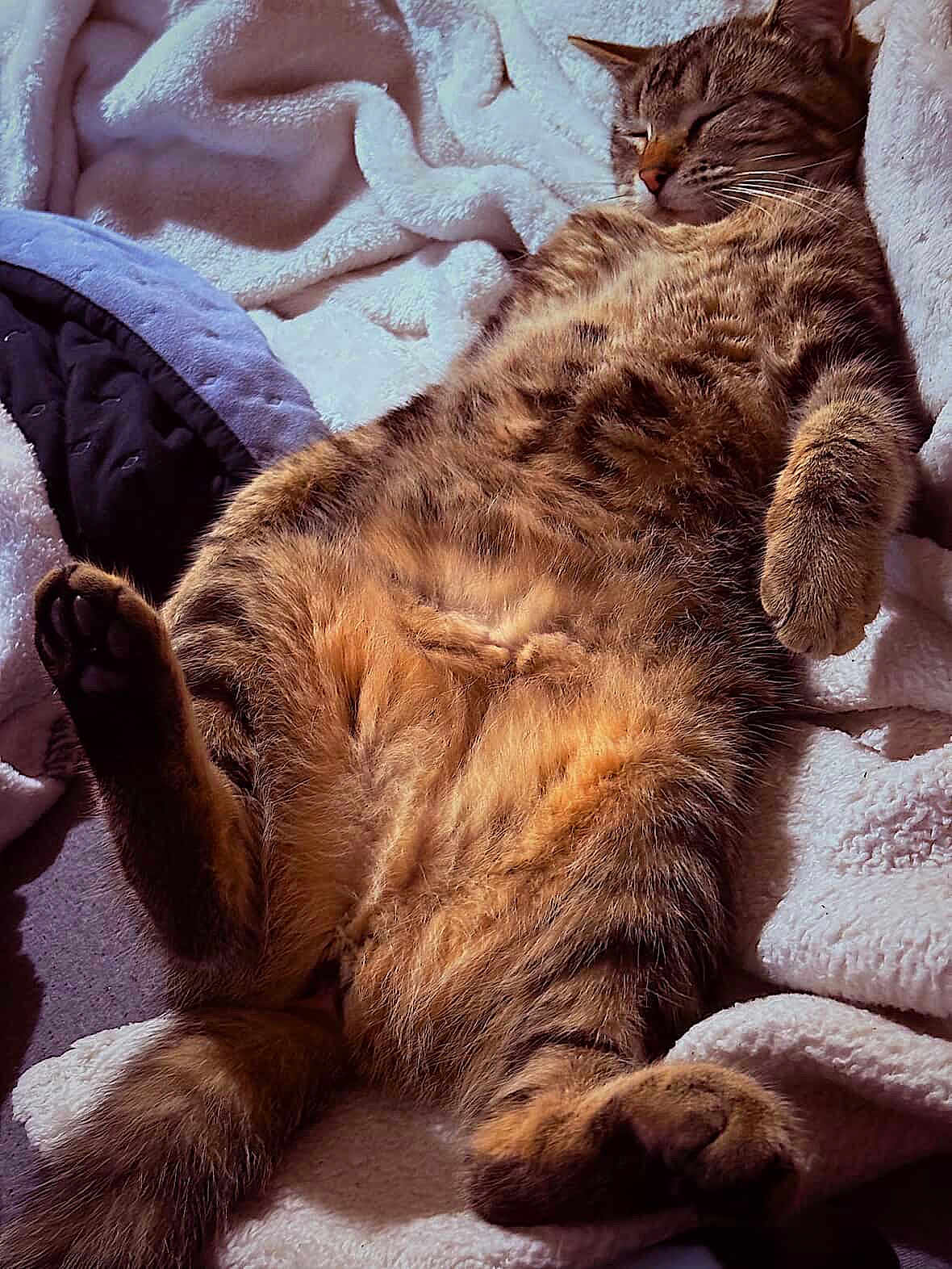 Serena is registered to the contest to win money with this photo: cat, tabby, sleeping, relaxed, cozy, blanket, soft, paws, fur, animal, pet, indoor, cute, resting, whiskers, mammal, feline, comfort, nap, fluffy