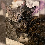 Adrianaandgeorgie joined the competition — help win amazing prizes! animal, cat, cats, close_up, companion, cozy, cute, feline, friendship, fur, gray_cat, indoor, pet, relaxed, sleepy, snuggling, soft, tortoiseshell_cat, warm, whiskers
