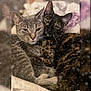 animal, cat, cats, close_up, companion, cozy, cute, feline, friendship, fur, gray_cat, indoor, pet, relaxed, sleepy, snuggling, soft, tortoiseshell_cat, warm, whiskers
