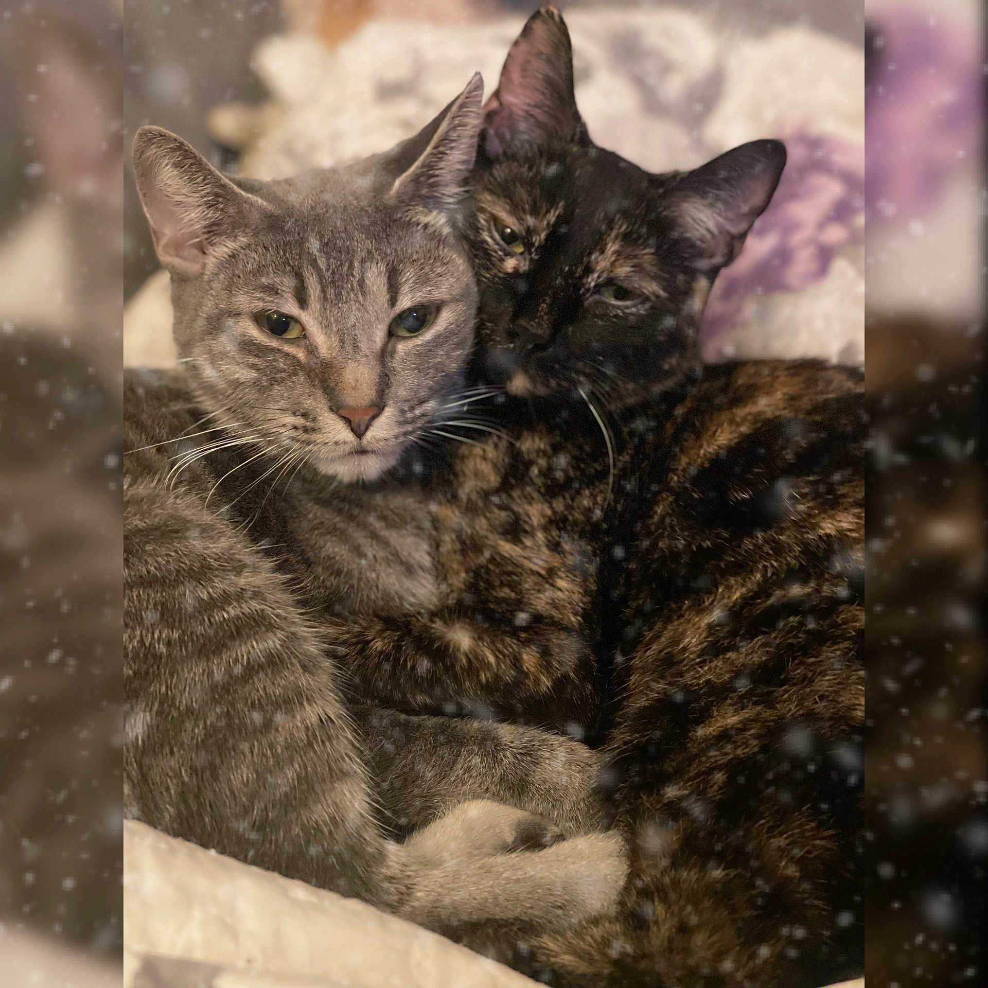 Adrianaandgeorgie joined the competition — help win amazing prizes! animal, cat, cats, close_up, companion, cozy, cute, feline, friendship, fur, gray_cat, indoor, pet, relaxed, sleepy, snuggling, soft, tortoiseshell_cat, warm, whiskers