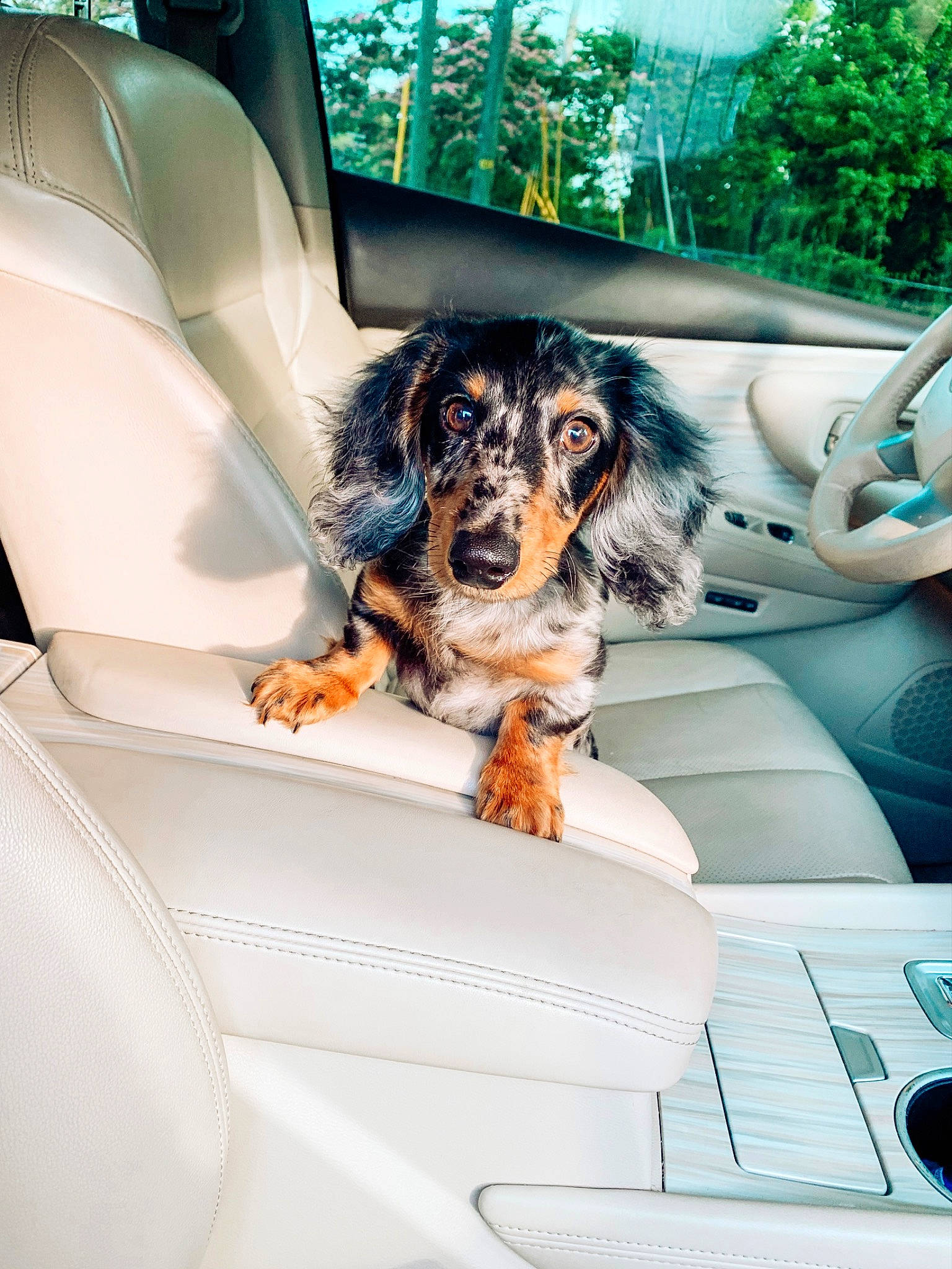 Kruz joined the competition — help win amazing prizes! auto_part, automotive_design, automotive_exterior, car, car_seat, car_seat_cover, carnivore, companion_dog, dog, dog_breed, family_car, head_restraint, luxury_vehicle, mode_of_transport, motor_vehicle, personal_luxury_car, sporting_group, travel, vehicle, vehicle_door