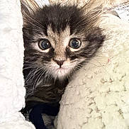 Maevis is registered to the contest to win money with this photo: kitten, cat, fluffy, wide_eyes, whiskers, fur, cozy, blanket, soft, pet, cute, animal, indoor, close_up, young, sleepy, small, feline, curious, nest