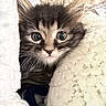 kitten, cat, fluffy, wide_eyes, whiskers, fur, cozy, blanket, soft, pet, cute, animal, indoor, close_up, young, sleepy, small, feline, curious, nest