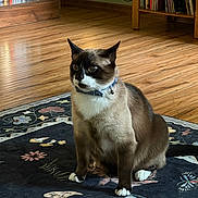 Gitten joined the competition — help win amazing prizes! cat, siamese_cat, pet, indoor, floor, rug, collar, bell, furniture, bookshelf, wooden_floor, flower_pattern, black, white, brown, sitting, domestic_animal, animal, cozy, home