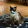 cat, siamese_cat, pet, indoor, floor, rug, collar, bell, furniture, bookshelf, wooden_floor, flower_pattern, black, white, brown, sitting, domestic_animal, animal, cozy, home
