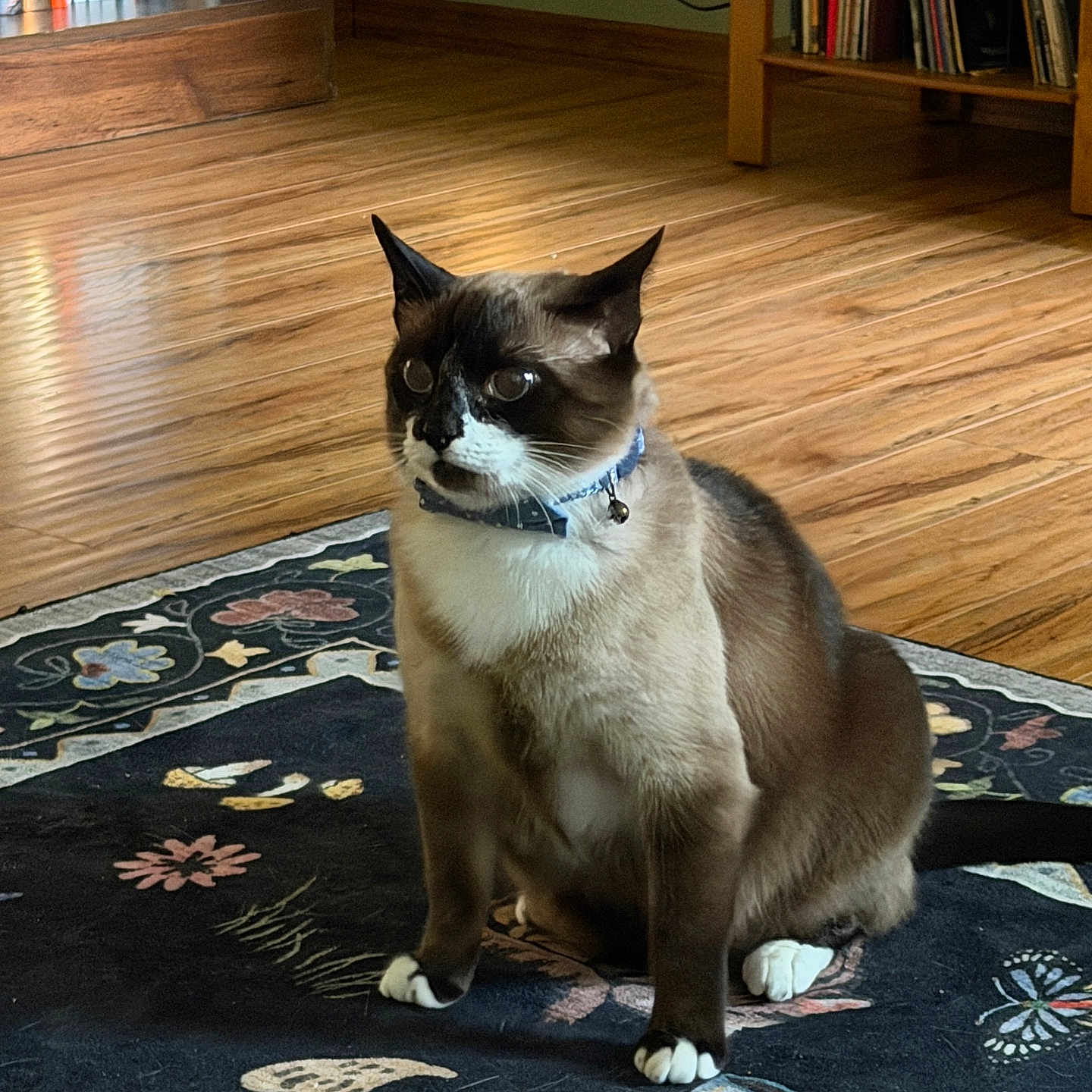 Gitten