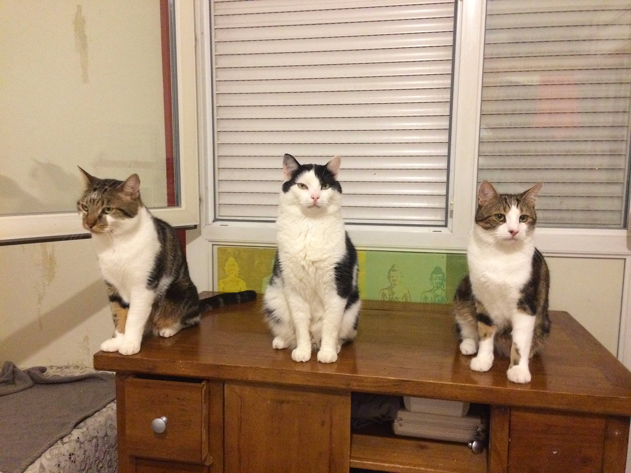 Banzai a rejoint le concours — aidez-le/la à gagner de superbes lots ! cabinetry, carnivore, cat, cat_supply, chair, chest_of_drawers, domestic_short_haired_cat, door, drawer, felidae, fixture, fur, hardwood, pedestal, room, small_to_medium_sized_cats, tail, whiskers, window, wood