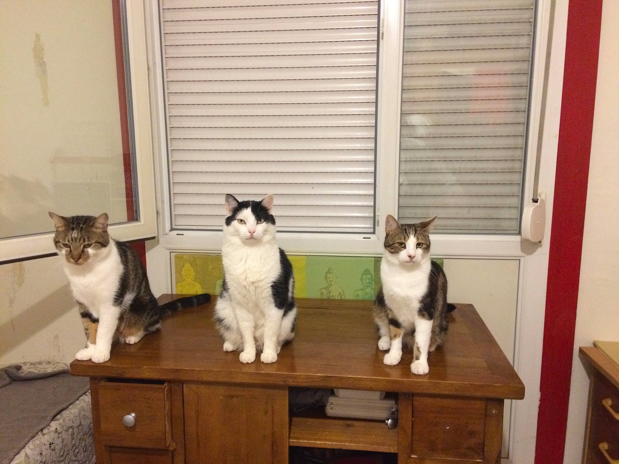 Banzai participe au concours pour gagner de l'argent avec cette photo : cabinetry, carnivore, cat, domestic_short_haired_cat, door, drawer, felidae, fixture, flooring, fur, hardwood, mammal, plant, small_to_medium_sized_cats, table, tail, vertebrate, whiskers, window, wood