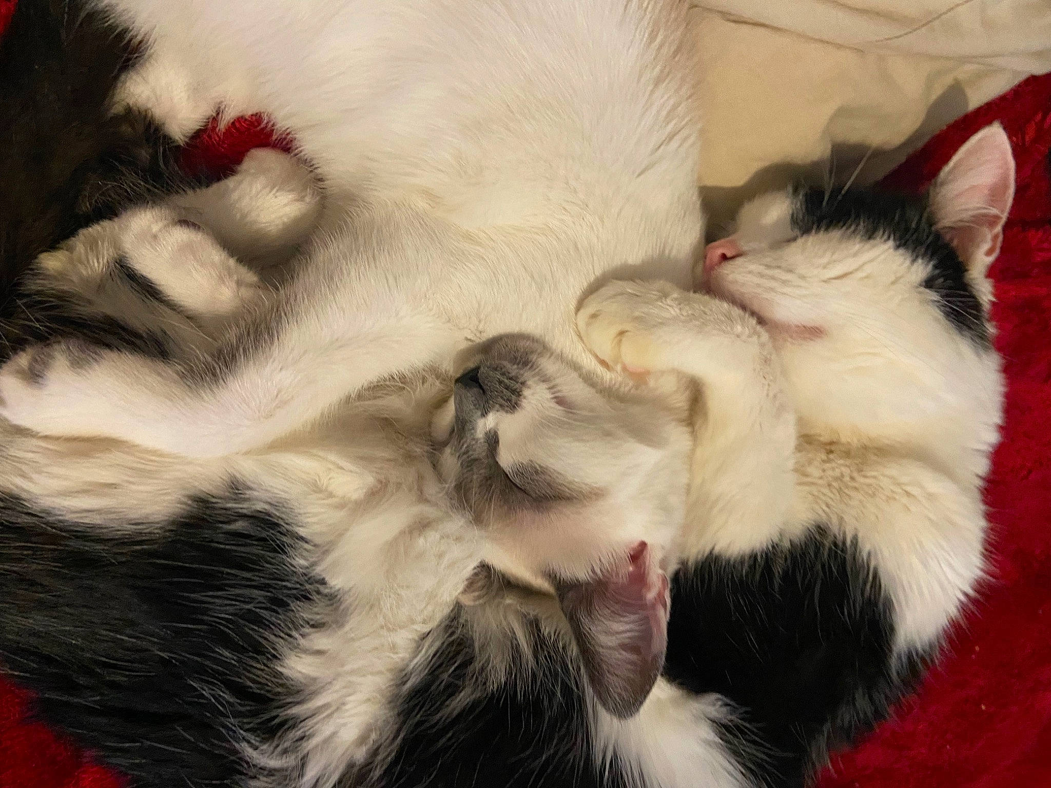 Waka a rejoint le concours — aidez-le/la à gagner de superbes lots ! carnivore, cat, claw, comfort, dog_breed, domestic_short_haired_cat, fang, felidae, foot, fur, mammal, nap, paw, small_to_medium_sized_cats, snout, tail, vertebrate, whiskers, yawn