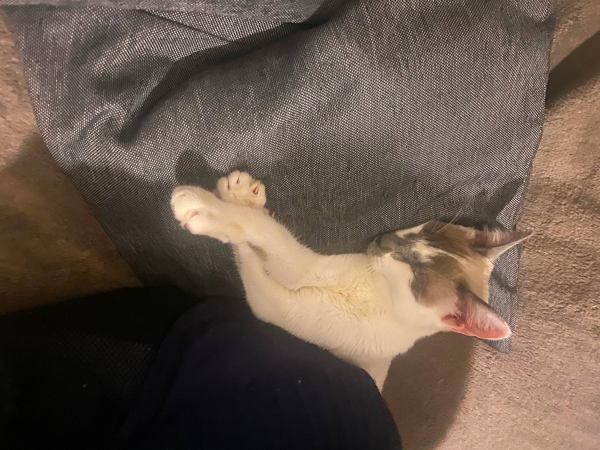 Waka participe au concours pour gagner de l'argent avec cette photo : canidae, carnivore, cat, claw, comfort, dog_breed, domestic_short_haired_cat, fawn, felidae, foot, fur, gesture, hand, nail, paw, small_to_medium_sized_cats, snout, tail, terrestrial_animal, whiskers