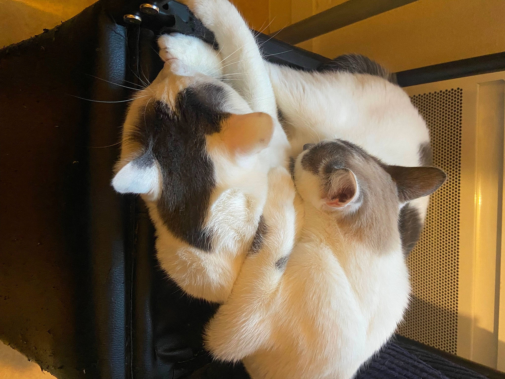 Waka a rejoint le concours — aidez-le/la à gagner de superbes lots ! balinese, carnivore, cat, claw, comfort, domestic_short_haired_cat, fawn, felidae, fur, paw, siamese, small_to_medium_sized_cats, snout, tail, thai, whiskers