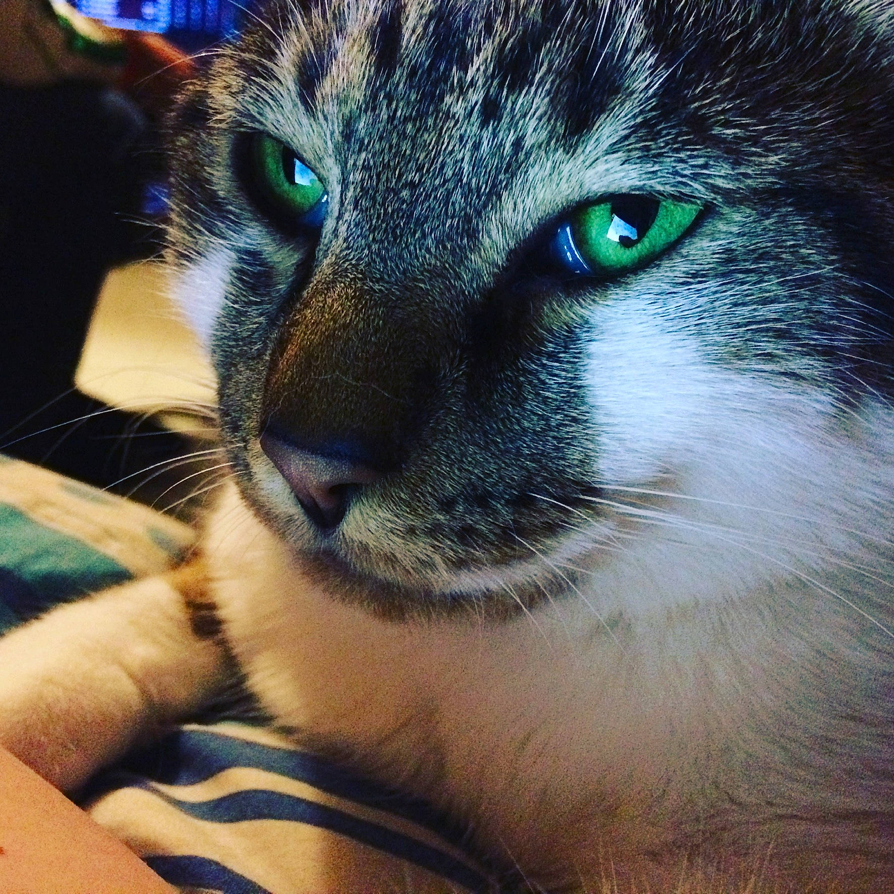 Minion participe au concours pour gagner de l'argent avec cette photo : carnivore, cat, close_up, comfort, domestic_short_haired_cat, electric_blue, eye, eyelash, felidae, fur, hair, head, human_body, iris, paw, small_to_medium_sized_cats, snout, terrestrial_animal, whiskers, wildlife