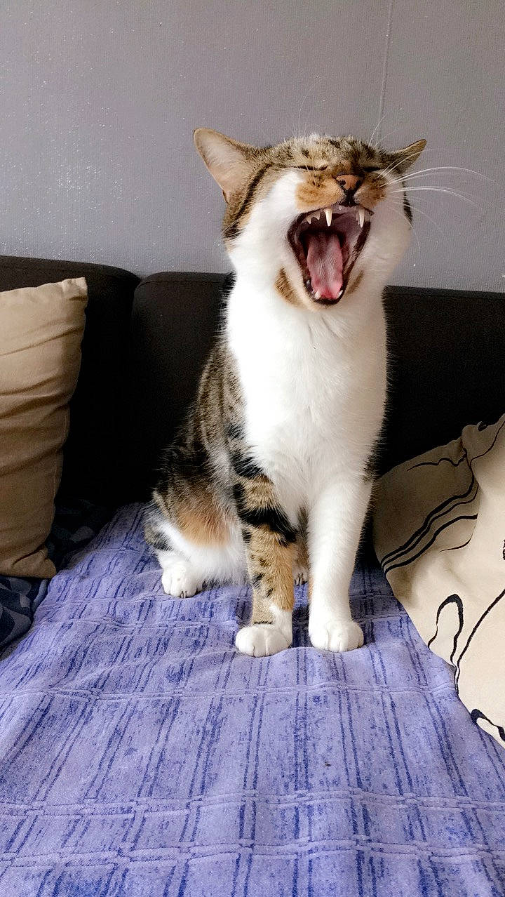 Minion a rejoint le concours — aidez-le/la à gagner de superbes lots ! box, carnivore, cat, comfort, couch, domestic_short_haired_cat, eye, fang, felidae, flooring, foot, fur, paw, shipping_box, small_to_medium_sized_cats, tail, whiskers, window, wood, yawn