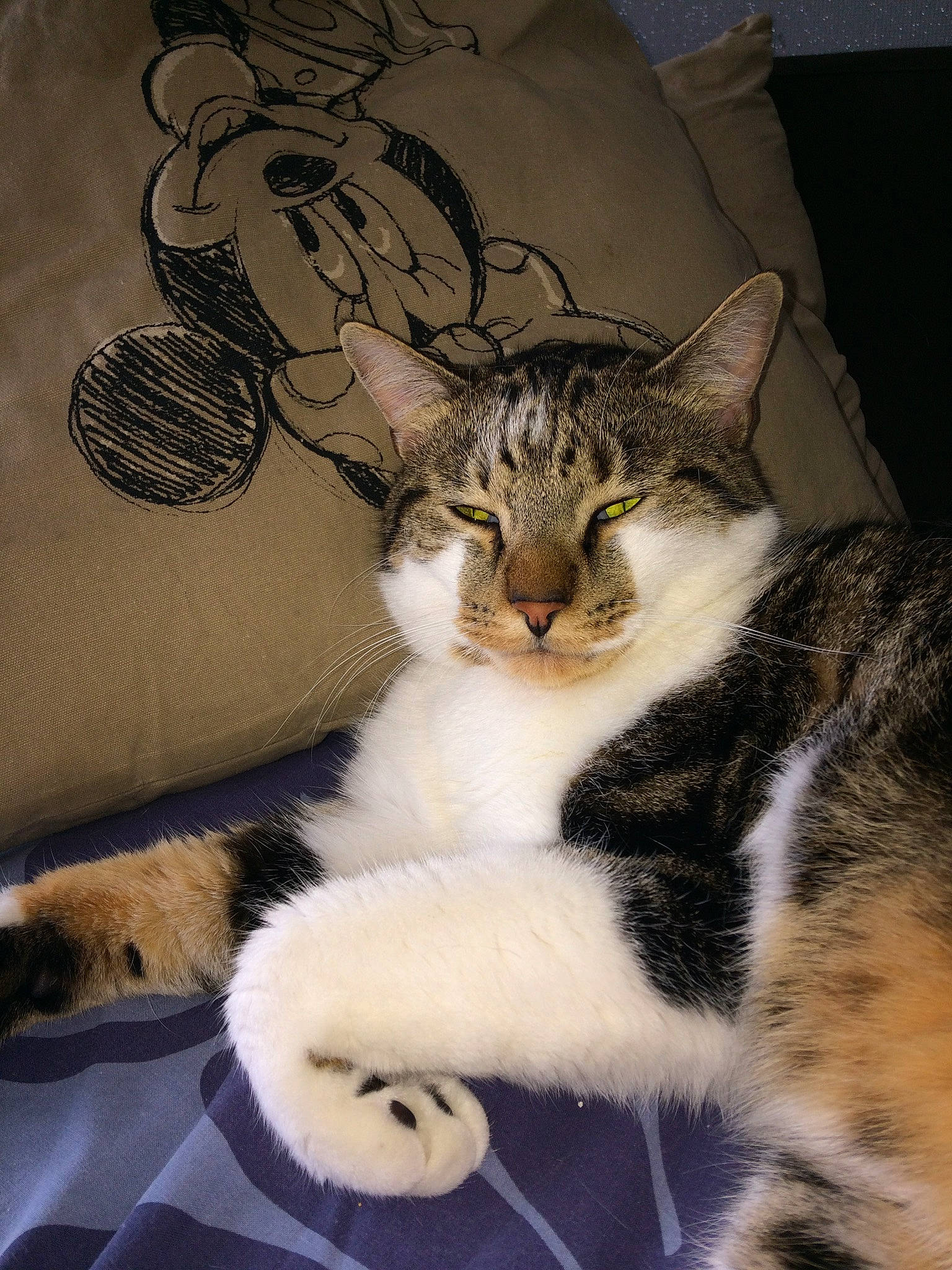 Minion a rejoint le concours — aidez-le/la à gagner de superbes lots ! carnivore, cat, claw, comfort, domestic_short_haired_cat, eye, felidae, foot, fur, nap, paw, sitting, sleep, small_to_medium_sized_cats, snout, tail, terrestrial_animal, whiskers