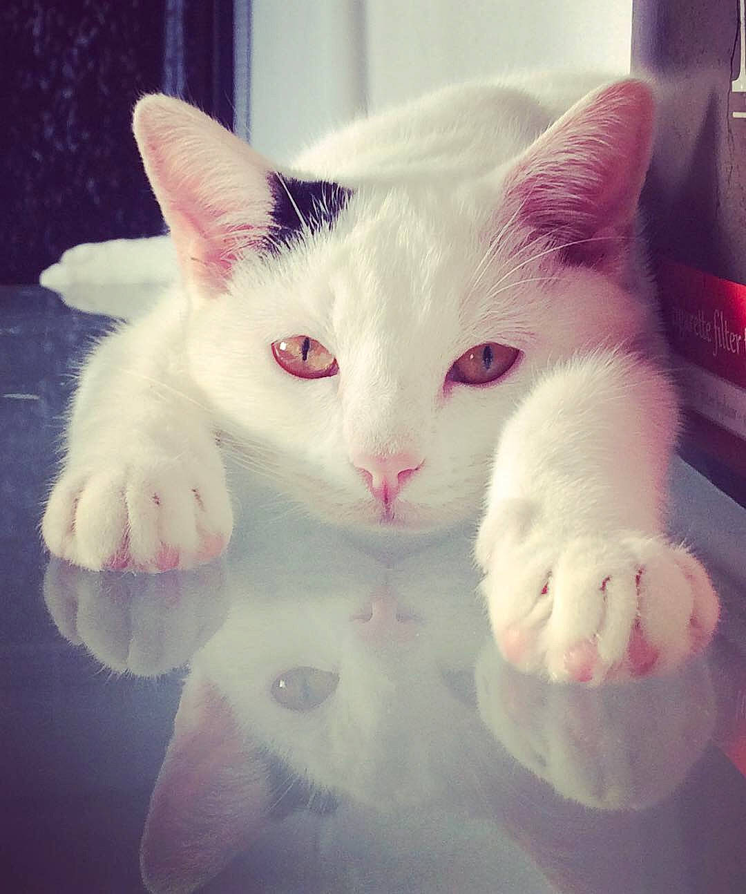 Gucci a rejoint le concours — aidez-le/la à gagner de superbes lots ! beauty, carnivore, cat, cloud, ear, eye, felidae, head, iris, mammal, meteorological_phenomenon, morning, nose, organism, pink, small_to_medium_sized_cats, snout, tail, vertebrate, whiskers