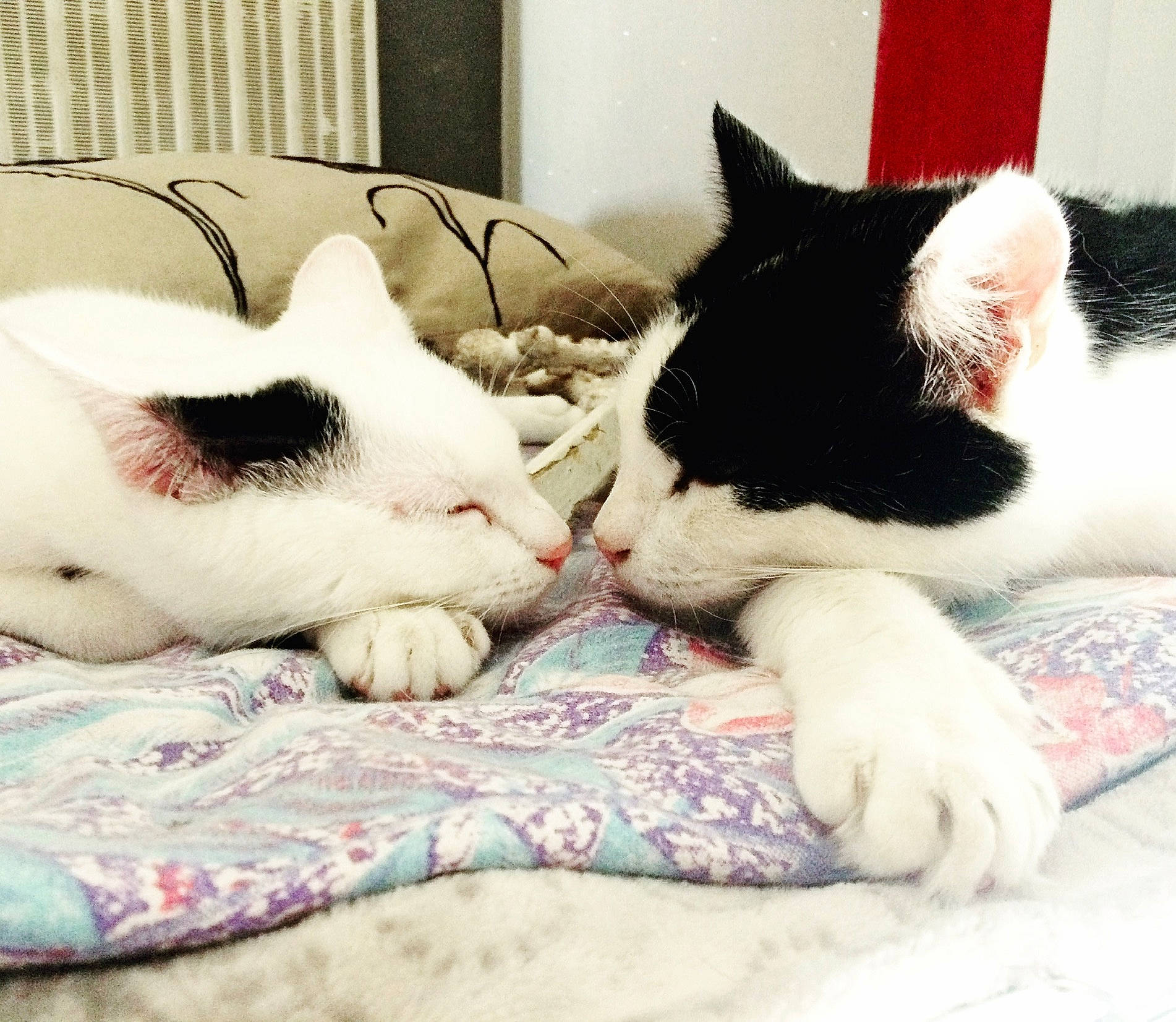 Gucci participe au concours pour gagner de l'argent avec cette photo : bedding, carmine, carnivore, cat, claw, comfort, domestic_short_haired_cat, eyelash, felidae, fur, linens, love, nap, paw, sleep, small_to_medium_sized_cats, snout, square, tail, whiskers