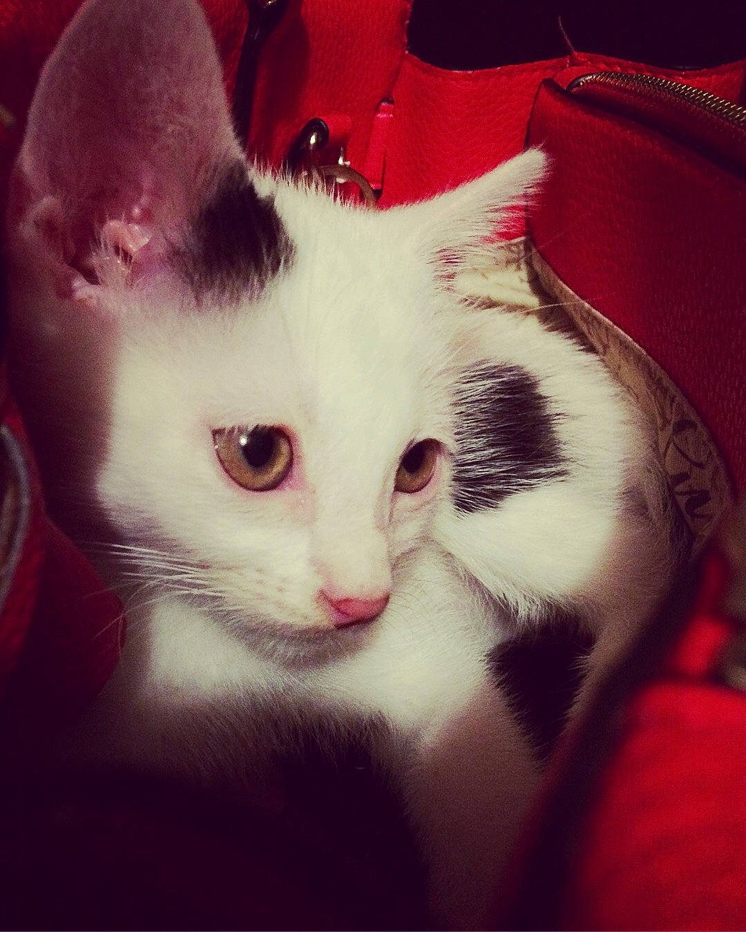 Gucci participe au concours pour gagner de l'argent avec cette photo : carnivore, cat, comfort, domestic_short_haired_cat, ear, felidae, fur, paw, photo_caption, small_to_medium_sized_cats, snout, square, tail, whiskers, window