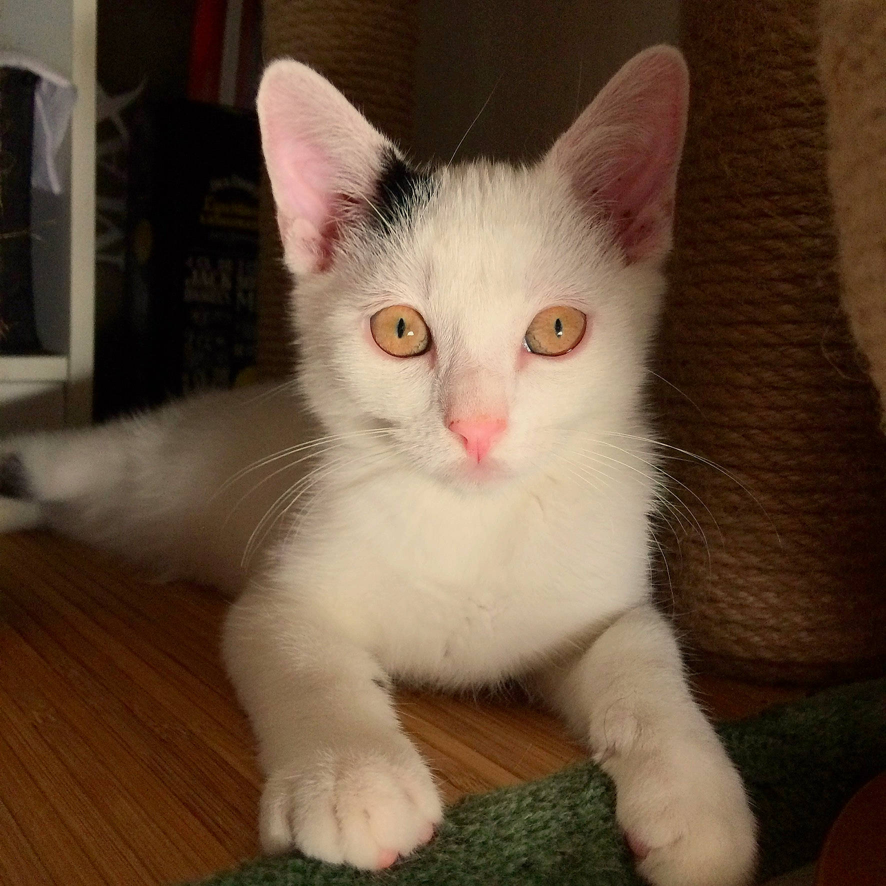 Gucci participe au concours pour gagner de l'argent avec cette photo : carnivore, cat, cat_furniture, claw, domestic_short_haired_cat, fawn, felidae, flooring, fur, hardwood, iris, paw, small_to_medium_sized_cats, snout, tail, whiskers, wood, wood_flooring