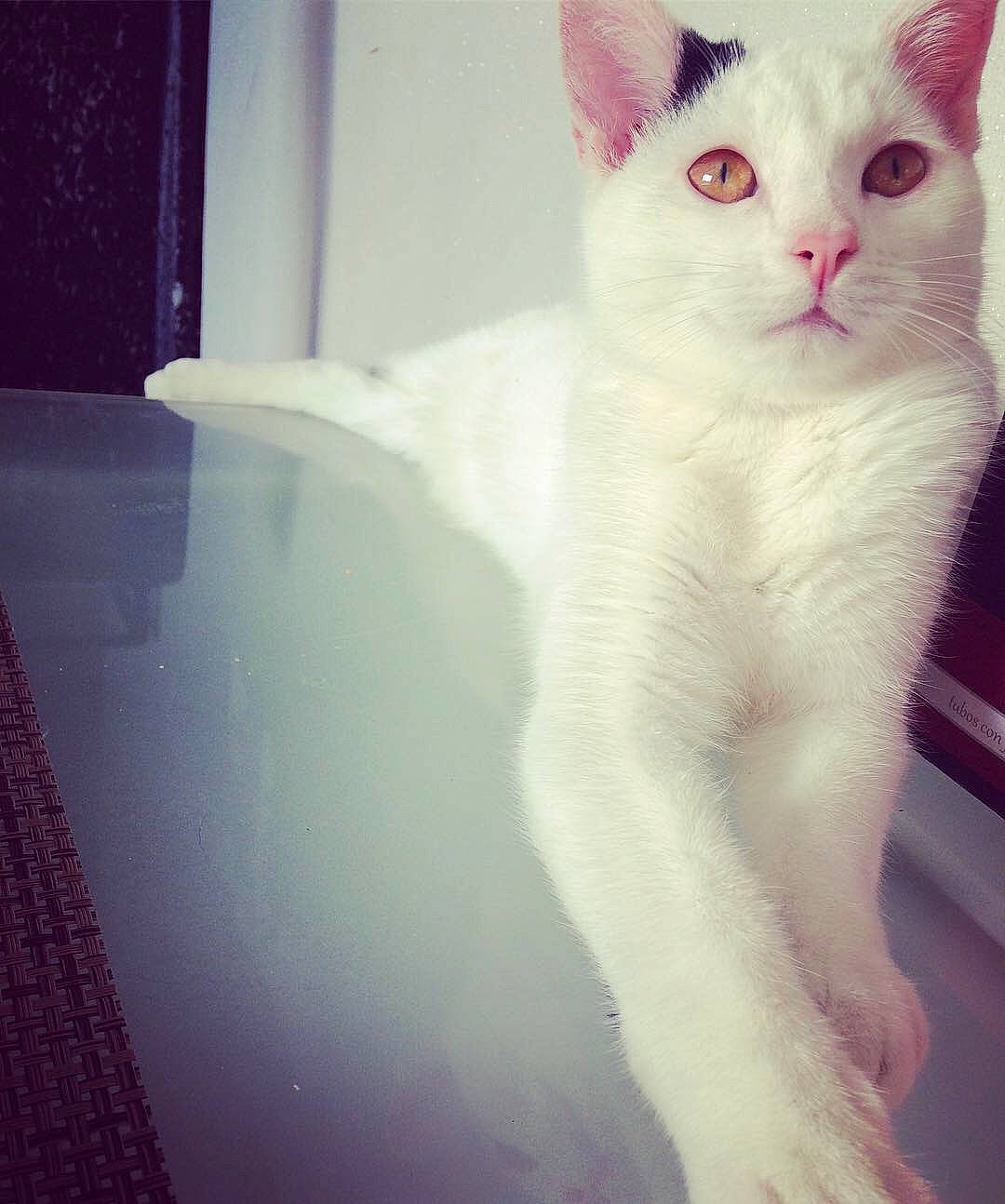 Gucci participe au concours pour gagner de l'argent avec cette photo : carnivore, cat, claw, comfort, domestic_short_haired_cat, eye, felidae, flooring, fur, paw, small_to_medium_sized_cats, snout, square, tail, whiskers