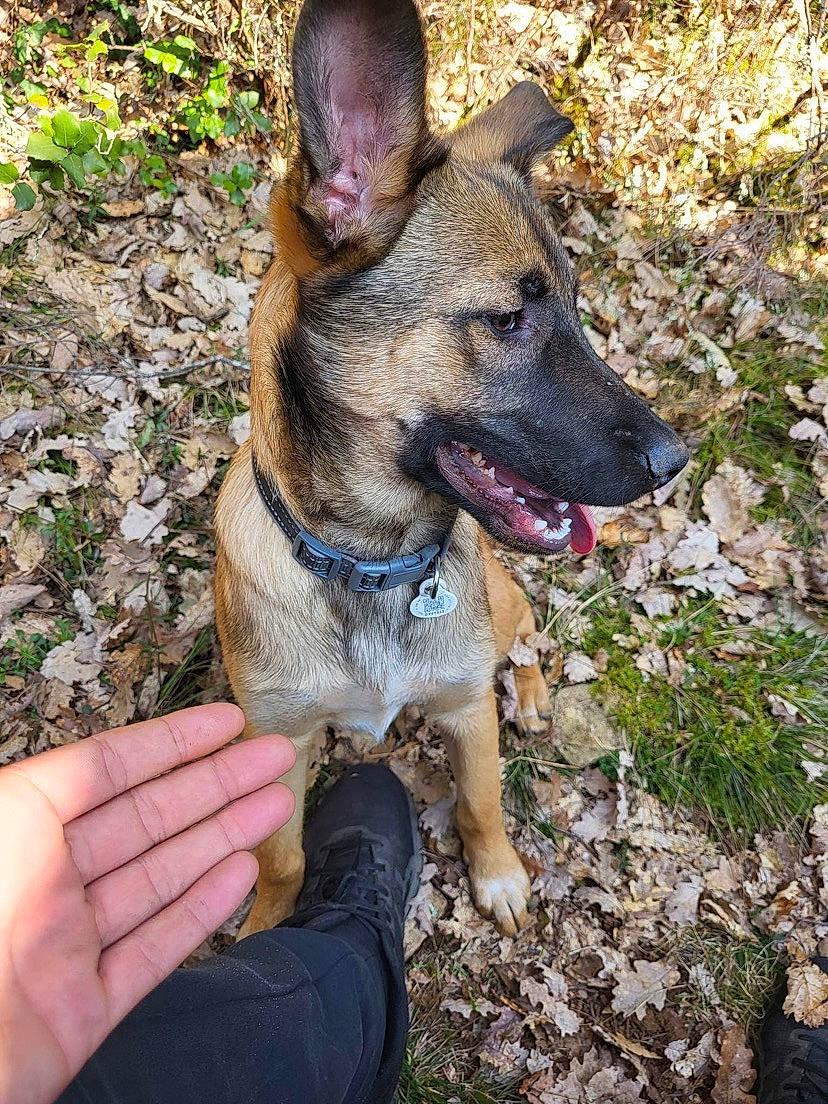 Simba a rejoint le concours — aidez-le/la à gagner de superbes lots ! carnivore, collar, companion_dog, dog, dog_breed, dog_collar, dog_supply, fawn, german_shepherd_dog, grass, herding_dog, nail, plant, soil, sporting_group, terrestrial_animal, thumb, walking, working_animal, working_dog