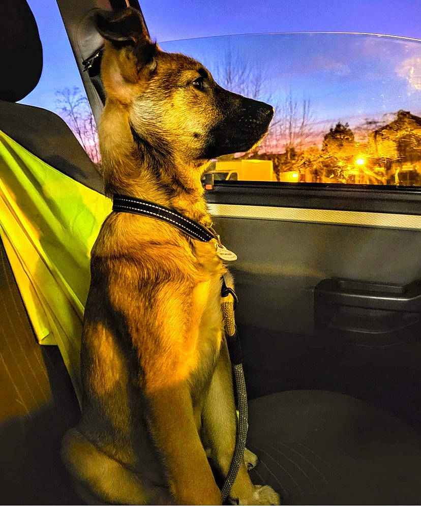 Simba participe au concours pour gagner de l'argent avec cette photo : canidae, carnivore, companion_dog, dog, dog_breed, dog_collar, fawn, fur, guard_dog, leash, light, night, sky, snout, sporting_group, tints_and_shades, whiskers, window, working_animal, working_dog