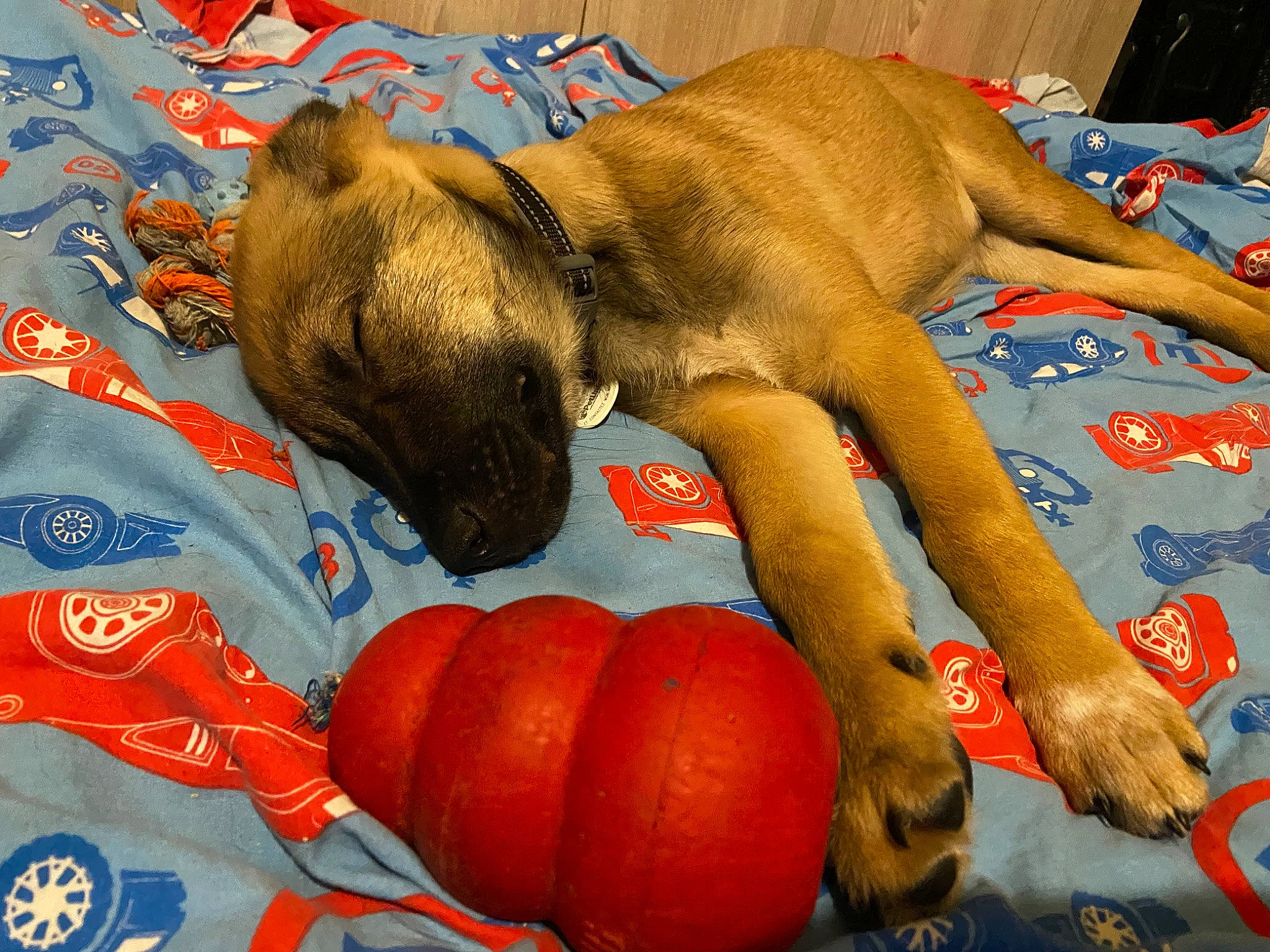 Simba participe au concours pour gagner de l'argent avec cette photo : calabaza, carnivore, comfort, companion_dog, cucurbita, dog, dog_breed, dog_supply, fawn, gourd, ingredient, natural_foods, pet_supply, pumpkin, sporting_group, squash, toy, vegetable, winter_squash, working_animal