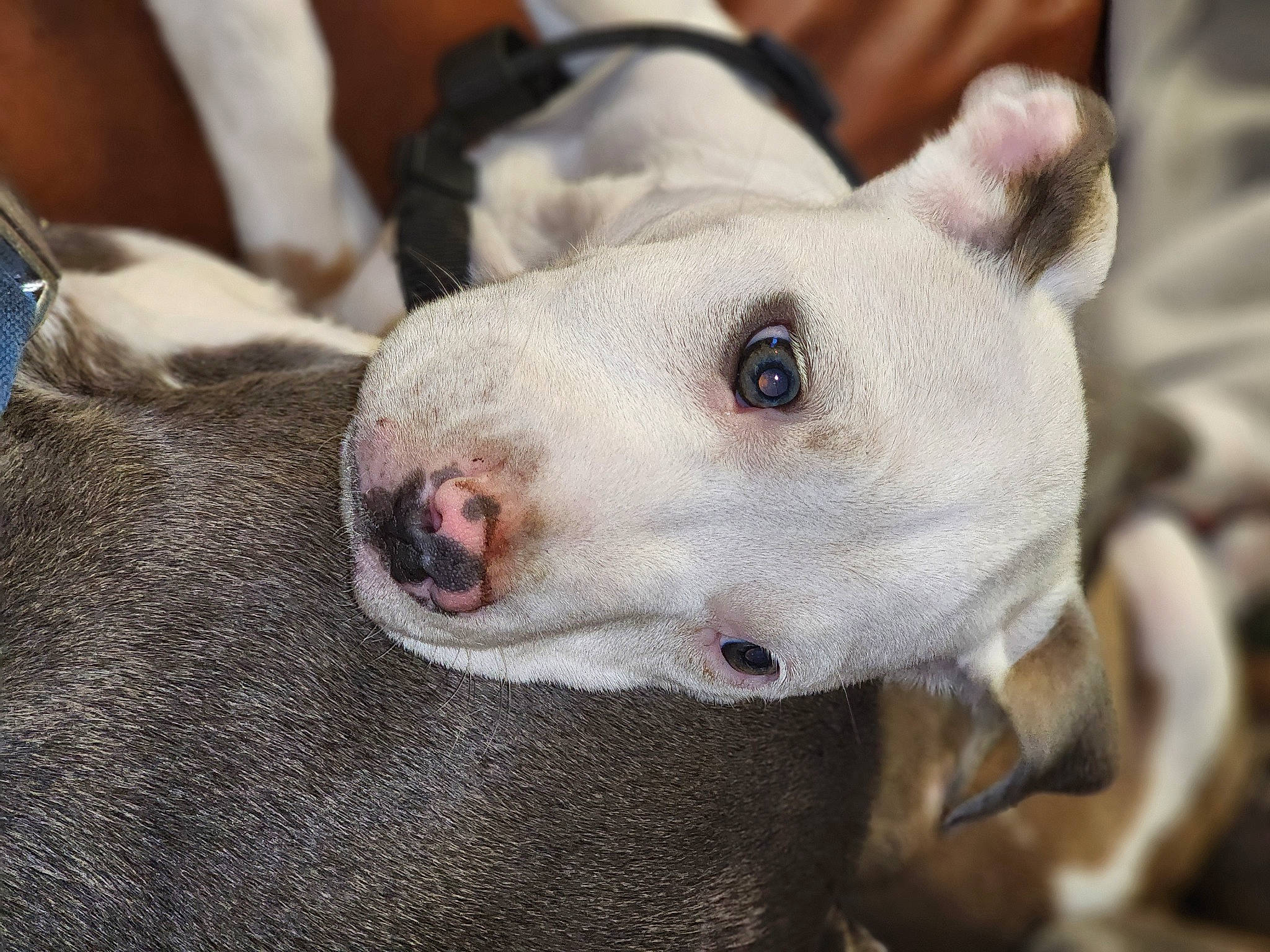 Bella is registered to the contest to win money with this photo: canidae, carnivore, collar, comfort, companion_dog, corgi_chihuahua, dog, dog_breed, dog_collar, english_white_terrier, fawn, fur, guard_dog, non_sporting_group, scar, snout, sporting_group, terrestrial_animal, whiskers, working_animal