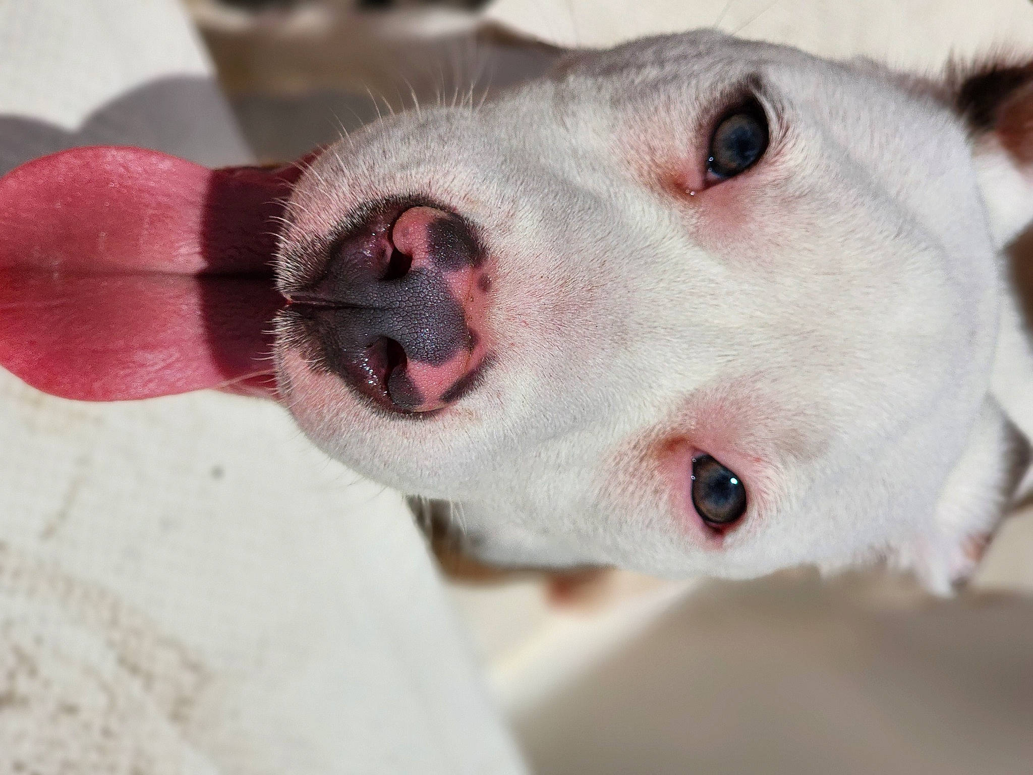 Bella is registered to the contest to win money with this photo: canidae, carnivore, collar, companion_dog, dog, dog_breed, eyelash, fang, fawn, fur, jaw, nose, paw, scar, snout, sporting_group, street_dog, terrestrial_animal, whiskers, working_animal