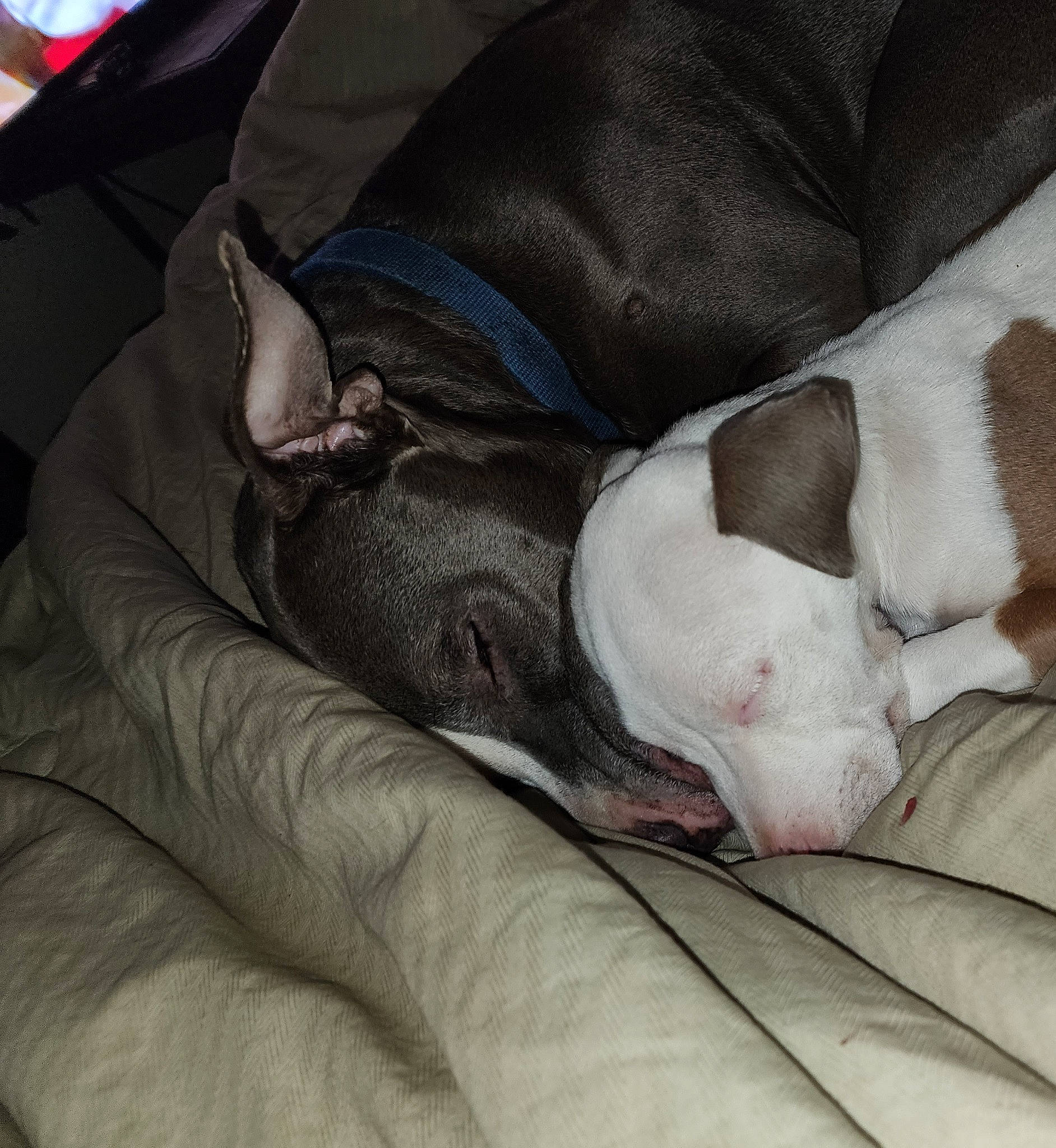 Bella joined the competition — help win amazing prizes! bored, canidae, carnivore, comfort, companion_dog, dog, dog_breed, fawn, grey, nap, non_sporting_group, sporting_group, working_animal