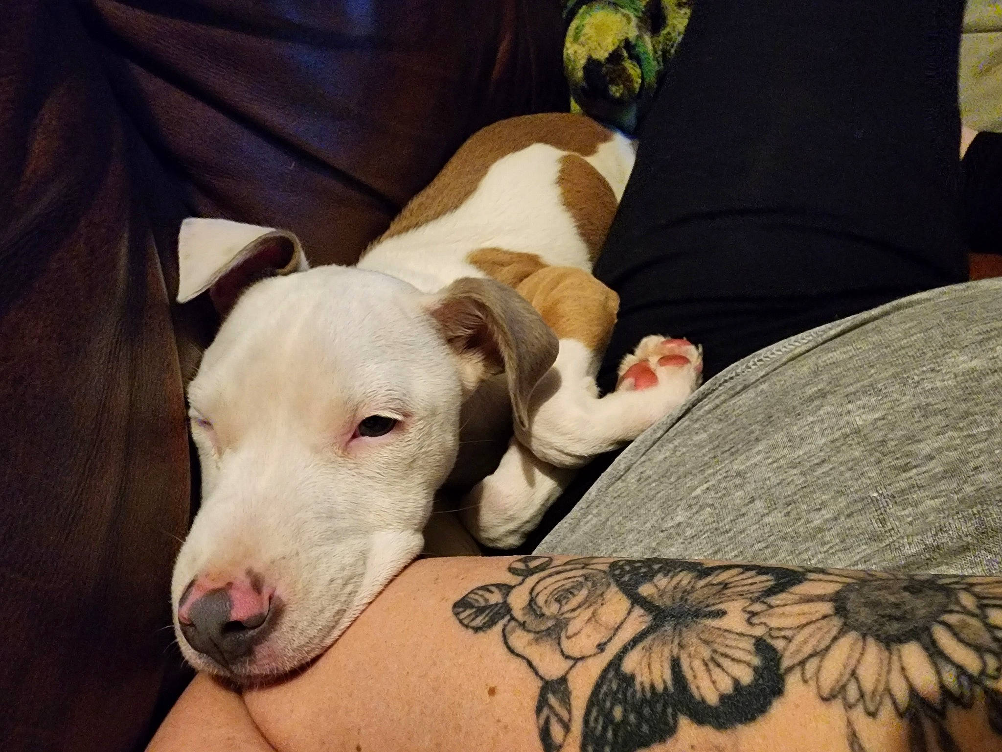 Bella is registered to the contest to win money with this photo: carnivore, comfort, companion_dog, couch, dog, dog_breed, elbow, fawn, flesh, guard_dog, human_leg, linens, pillow, snout, tail, tattoo, temporary_tattoo, toy_dog, whiskers, working_animal