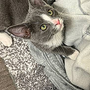 Bessie is registered to the contest to win money with this photo: cat, grey_cat, white_paw, green_eyes, blanket, rug, cozy, indoor, pet, fur, whiskers, curious, resting, close_up, domestic_animal, cute, soft_texture, floor, pink_nose, animal