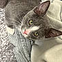 Bessie is registered to the contest to win money with this photo: cat, gray_cat, white_paw, green_eyes, pink_nose, whiskers, blanket, gray_blanket, cream_blanket, carpet, indoor, pet, feline, closeup, cozy, resting, curious, soft_texture, animal, cute
