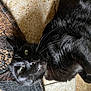 black_cat, cat, pet, animal, whiskers, green_eyes, fur, floor, tile, rug, indoor, relaxed, lying_down, curious, close_up, mammal, feline, domestic_animal, texture, whiskers_visible