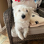 Toby is registered to the contest to win money with this photo: dog, white_dog, fluffy, pet, chair, woven_chair, blanket, paw_print, indoor, tile_floor, cute, small_dog, fur, animal, resting, furniture, cozy, domestic, portrait, sitting