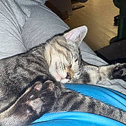 Tiger Lilly joined the competition — help win amazing prizes! animal, blue_shirt, cat, clothing, comfort, cozy, cute, domestic, feline, gray_pants, home, indoor, paw, person, pet, relaxed, resting, sleeping, striped, tabby
