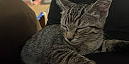 Tiger Lilly joined the competition — help win amazing prizes! cat, kitten, tabby, sleeping, closeup, whiskers, fur, pet, animal, indoor, resting, cute, relaxing, domestic_cat, mammal, young, feline, cozy, peaceful, portrait