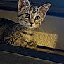 Tiger Lilly is registered to the contest to win money with this photo: kitten, cat, tabby, pet, animal, indoor, shelf, curious, feline, whiskers, ears, paws, portrait, young, cute, resting, looking, closeup, domestic_cat, furry