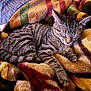 cat, kitten, sleeping, tabby, pet, animal, feline, cozy, blanket, soft, cute, resting, indoor, fur, paw, striped, relaxing, warm, comfort, closeup