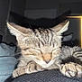 Tiger Lilly is registered to the contest to win money with this photo: cat, kitten, sleeping, paw, closeup, tabby, fur, indoor, cozy, resting, pet, animal, cute, ears, whiskers, face, soft_light, feline, napping, relaxed