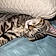 Tiger Lilly