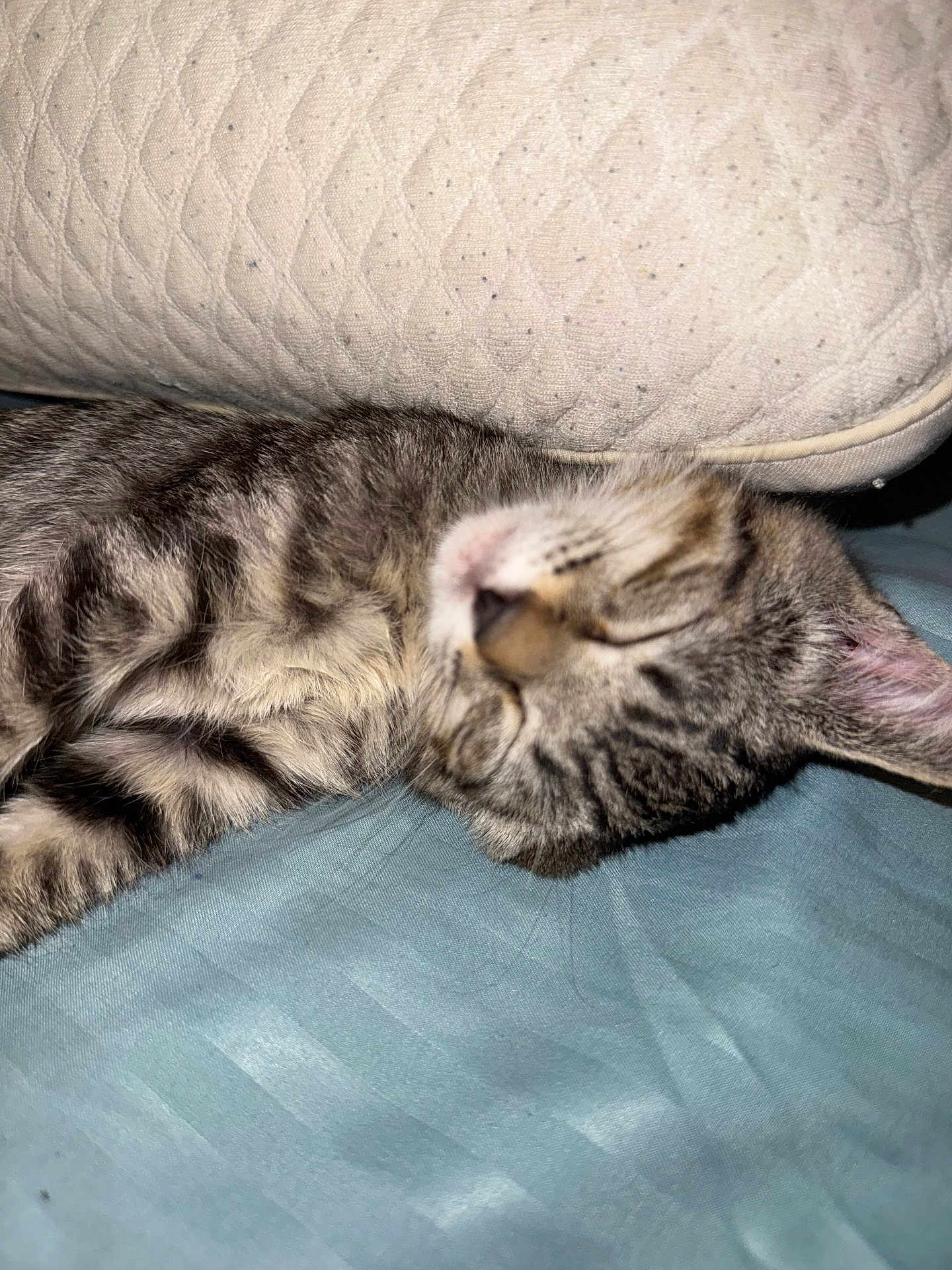 Tiger Lilly