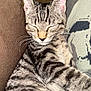 cat, tabby, sleeping, close_up, feline, pet, whiskers, ears, fur, striped, cozy, cushion, indoor, resting, relaxed, animal, mammal, cute, domestic, companion