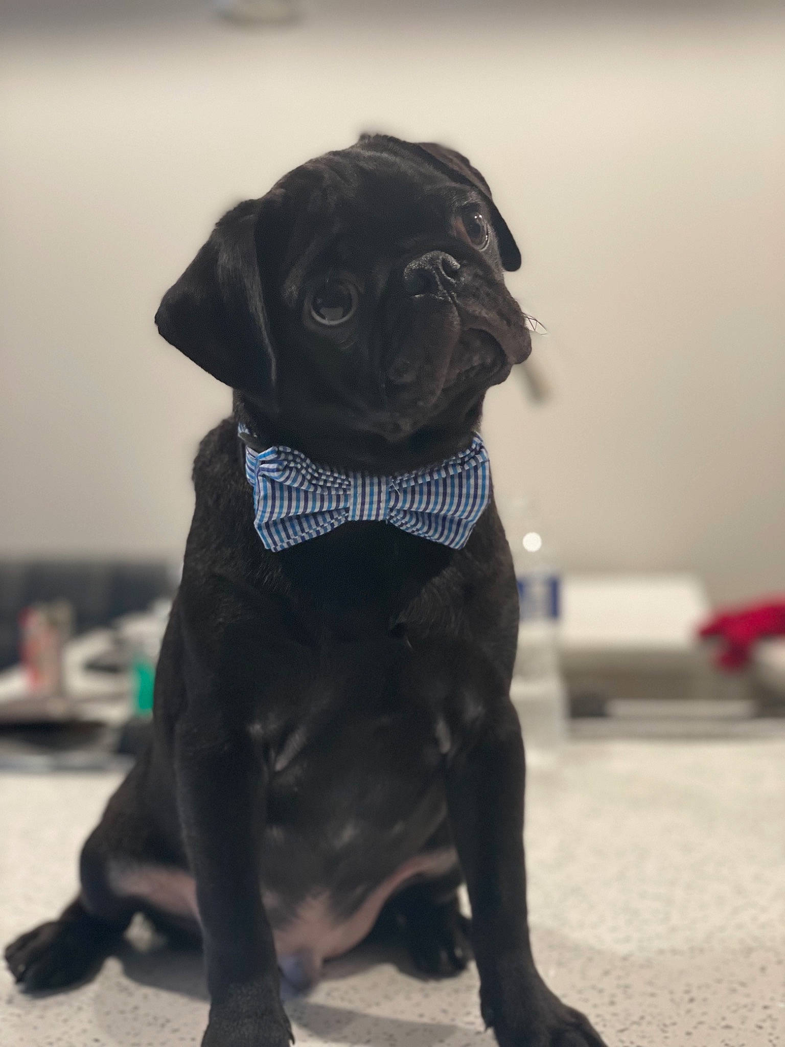 Deeno is registered to the contest to win money with this photo: canidae, carnivore, collar, companion_dog, dog, dog_breed, dog_collar, fawn, fur, grey, liver, pet_supply, pug, snout, sporting_group, terrestrial_animal, toy_dog, whiskers, working_animal, wrinkle