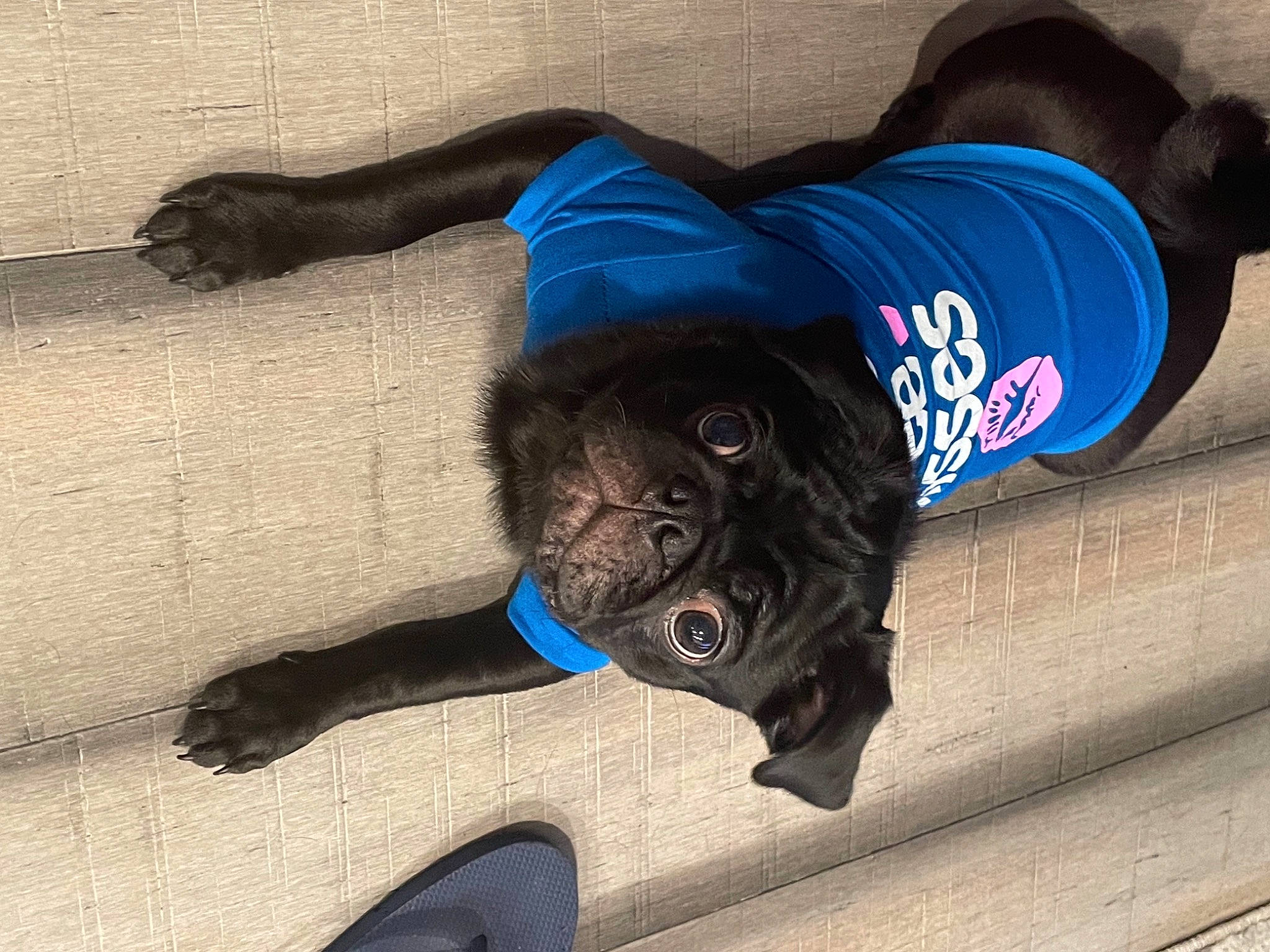 Deeno is registered to the contest to win money with this photo: carnivore, companion_dog, dog, dog_breed, dog_collar, electric_blue, fawn, grey, mammal, pet_supply, sleeve, snout, sporting_group, sportswear, t_shirt, tail, tints_and_shades, toy_dog, vertebrate, working_animal