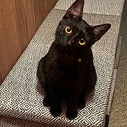 Atomic Bomb is registered to the contest to win money with this photo: animal, attention, bench, black_cat, cat, collar, curious, cute, domestic_cat, eyes, feline, floor, fur, head_tilt, indoor, patterned_fabric, pet, sitting, whiskers, wooden_wall